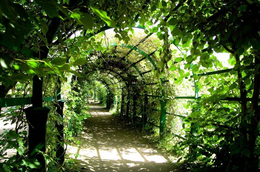 Tunnel de plantes