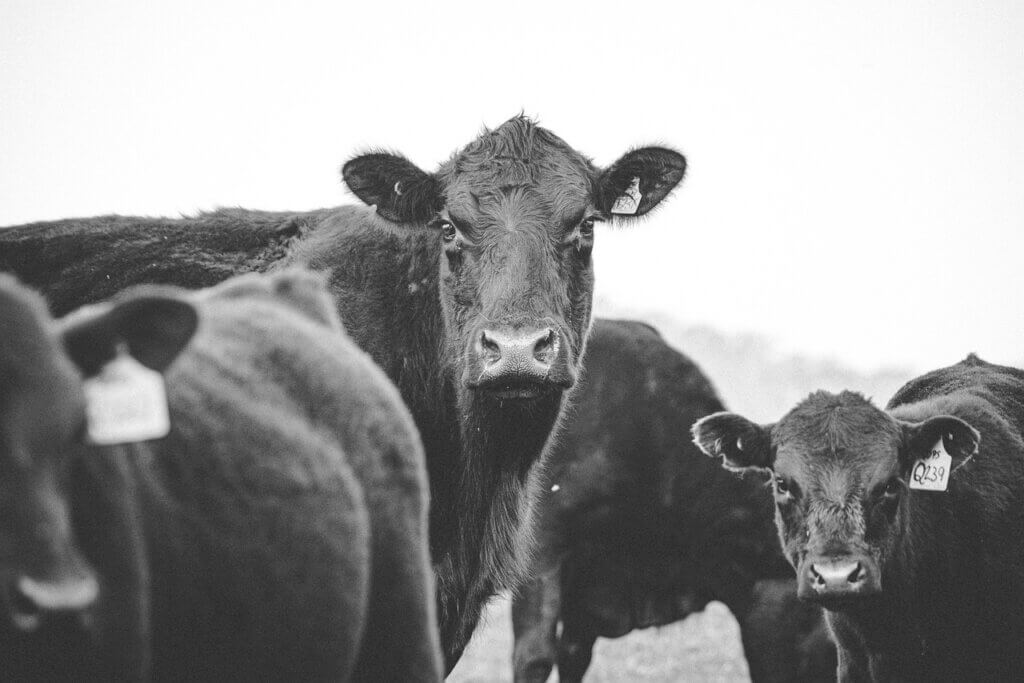 Photo de plusieurs vaches